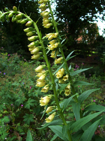 Small Yellow Foxglove